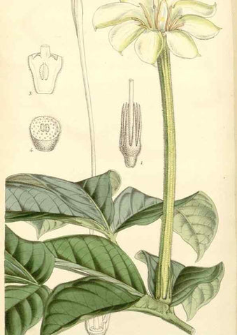 Reproducción/Reproduction 8271596567: Curtis's botanical magazine.. London ;New York [etc.] :Academic Press [etc.]
