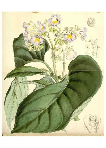 Reproducción/Reproduction 8271595199: Curtis's botanical magazine.. London ;New York [etc.] :Academic Press [etc.]