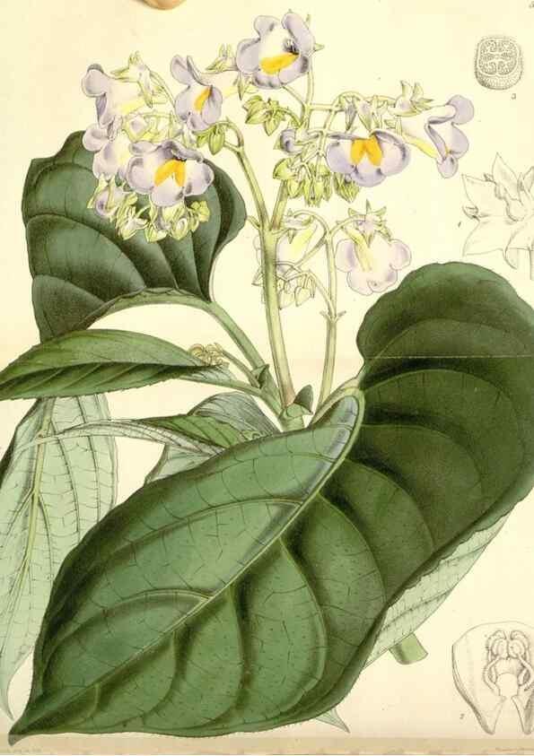 Reproducción/Reproduction 8271595199: Curtis's botanical magazine.. London ;New York [etc.] :Academic Press [etc.]