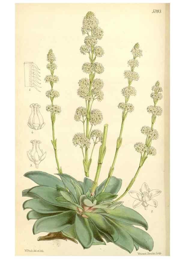 Reproducción/Reproduction 8272647038: Curtis's botanical magazine.. London ;New York [etc.] :Academic Press [etc.]