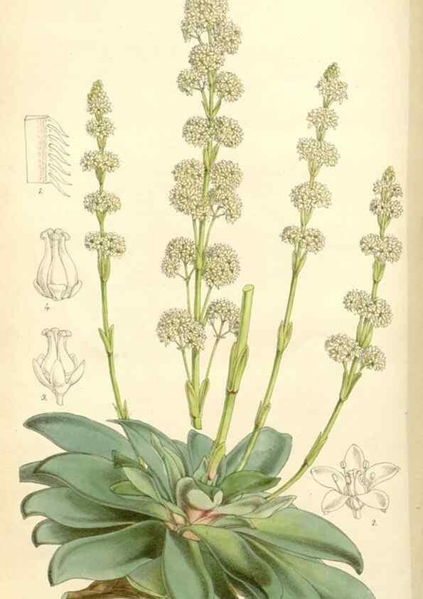 Reproducción/Reproduction 8272647038: Curtis's botanical magazine.. London ;New York [etc.] :Academic Press [etc.]