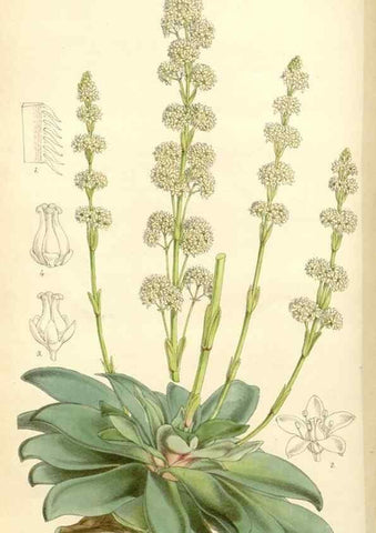 Reproducción/Reproduction 8272647038: Curtis's botanical magazine.. London ;New York [etc.] :Academic Press [etc.]