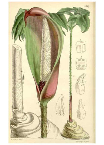 Reproducción/Reproduction 8271579645: Curtis's botanical magazine.. London ;New York [etc.] :Academic Press [etc.]