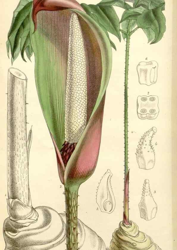Reproducción/Reproduction 8271579645: Curtis's botanical magazine.. London ;New York [etc.] :Academic Press [etc.]