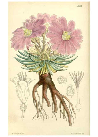 Reproducción/Reproduction 8272648732: Curtis's botanical magazine.. London ;New York [etc.] :Academic Press [etc.]