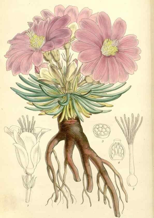 Reproducción/Reproduction 8272648732: Curtis's botanical magazine.. London ;New York [etc.] :Academic Press [etc.]