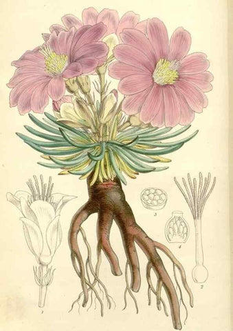 Reproducción/Reproduction 8272648732: Curtis's botanical magazine.. London ;New York [etc.] :Academic Press [etc.]