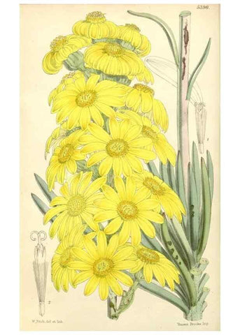 Reproducción/Reproduction 8272649832: Curtis's botanical magazine.. London ;New York [etc.] :Academic Press [etc.]