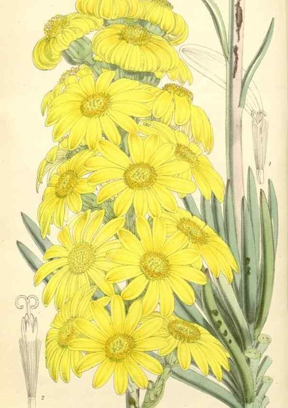 Reproducción/Reproduction 8272649832: Curtis's botanical magazine.. London ;New York [etc.] :Academic Press [etc.]
