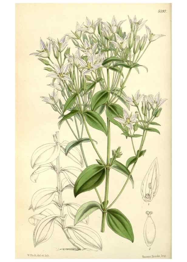 Reproducción/Reproduction 8271582755: Curtis's botanical magazine.. London ;New York [etc.] :Academic Press [etc.]
