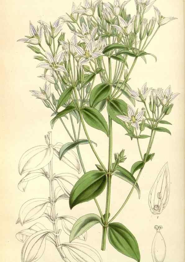 Reproducción/Reproduction 8271582755: Curtis's botanical magazine.. London ;New York [etc.] :Academic Press [etc.]