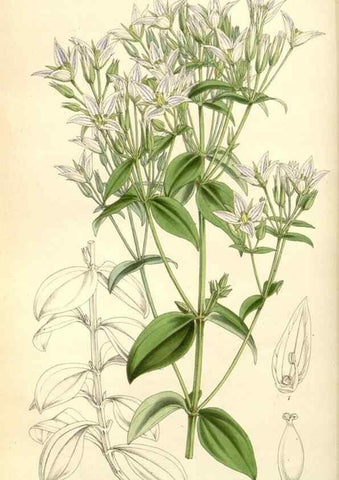 Reproducción/Reproduction 8271582755: Curtis's botanical magazine.. London ;New York [etc.] :Academic Press [etc.]