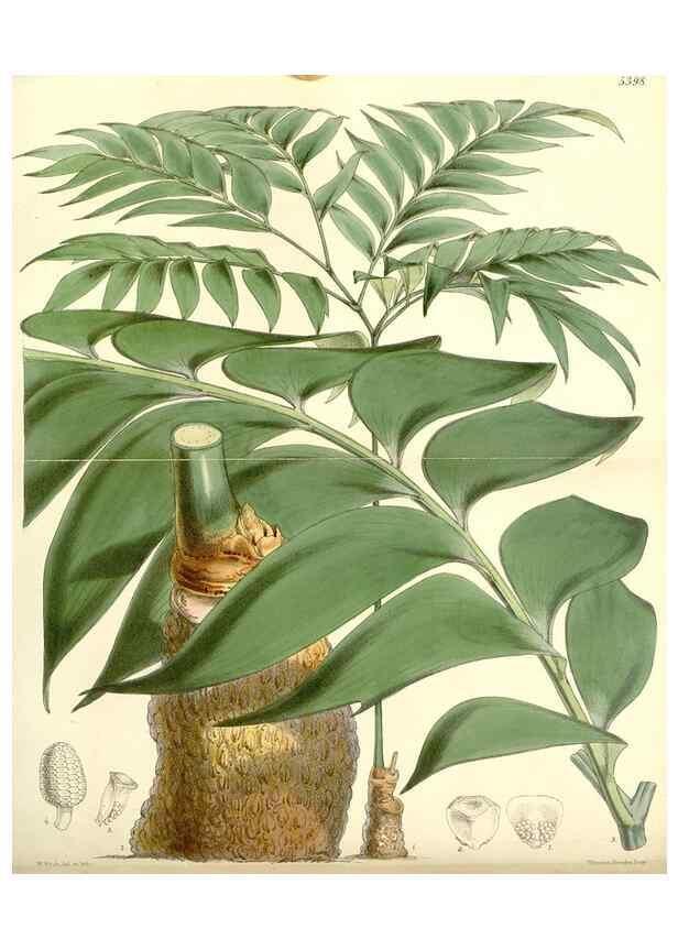 Reproducción/Reproduction 8272652226: Curtis's botanical magazine.. London ;New York [etc.] :Academic Press [etc.]