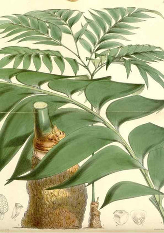 Reproducción/Reproduction 8272652226: Curtis's botanical magazine.. London ;New York [etc.] :Academic Press [etc.]