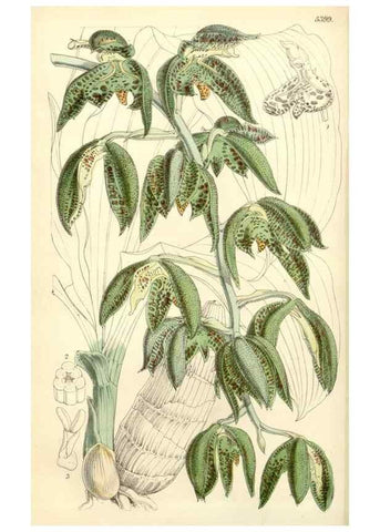 Reproducción/Reproduction 8272652786: Curtis's botanical magazine.. London ;New York [etc.] :Academic Press [etc.]
