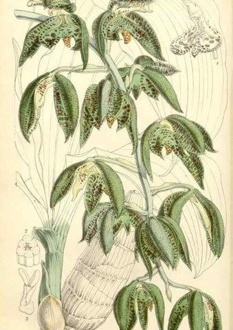 Reproducción/Reproduction 8272652786: Curtis's botanical magazine.. London ;New York [etc.] :Academic Press [etc.]