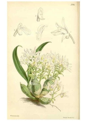 Reproducción/Reproduction 8272644194: Curtis's botanical magazine.. London ;New York [etc.] :Academic Press [etc.]