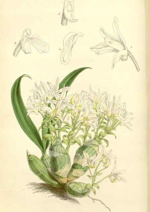 Reproducción/Reproduction 8272644194: Curtis's botanical magazine.. London ;New York [etc.] :Academic Press [etc.]