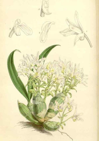 Reproducción/Reproduction 8272644194: Curtis's botanical magazine.. London ;New York [etc.] :Academic Press [etc.]