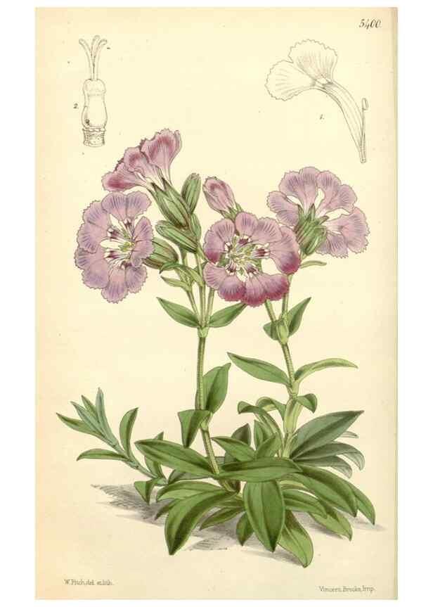 Reproducción/Reproduction 8271585789: Curtis's botanical magazine.. London ;New York [etc.] :Academic Press [etc.]