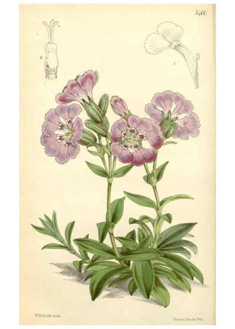 Reproducción/Reproduction 8271585789: Curtis's botanical magazine.. London ;New York [etc.] :Academic Press [etc.]