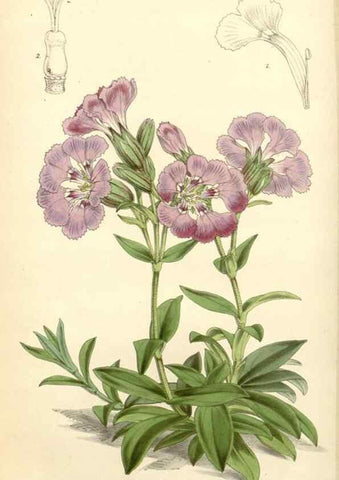 Reproducción/Reproduction 8271585789: Curtis's botanical magazine.. London ;New York [etc.] :Academic Press [etc.]