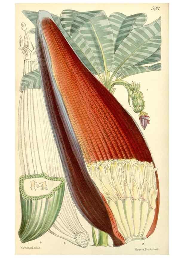 Reproducción/Reproduction 8271587261: Curtis's botanical magazine.. London ;New York [etc.] :Academic Press [etc.]