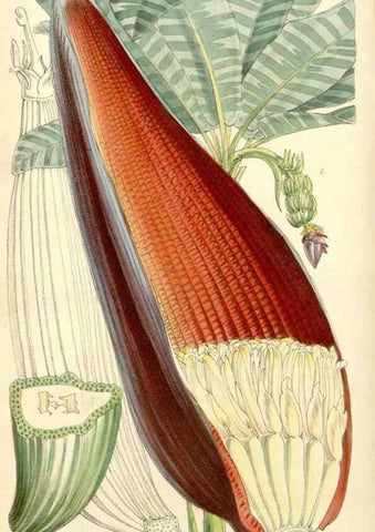 Reproducción/Reproduction 8271587261: Curtis's botanical magazine.. London ;New York [etc.] :Academic Press [etc.]