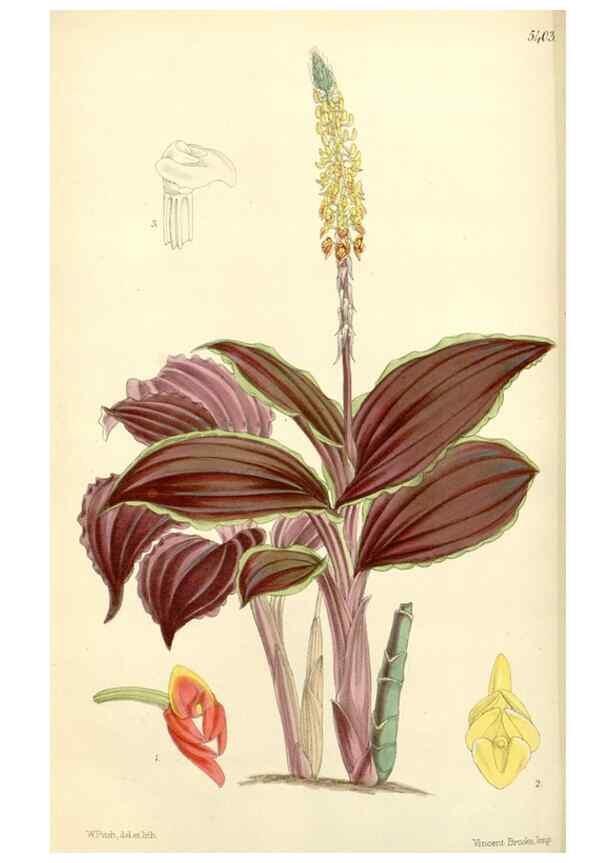 Reproducción/Reproduction 8272656364: Curtis's botanical magazine.. London ;New York [etc.] :Academic Press [etc.]