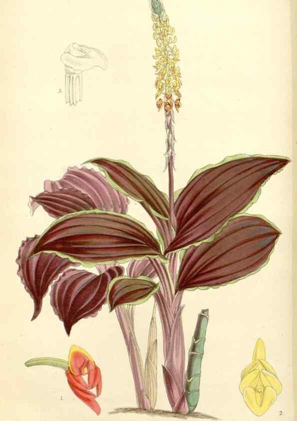 Reproducción/Reproduction 8272656364: Curtis's botanical magazine.. London ;New York [etc.] :Academic Press [etc.]