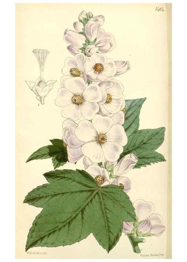 Reproducción/Reproduction 8271588783: Curtis's botanical magazine.. London ;New York [etc.] :Academic Press [etc.]