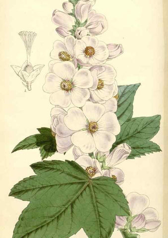 Reproducción/Reproduction 8271588783: Curtis's botanical magazine.. London ;New York [etc.] :Academic Press [etc.]
