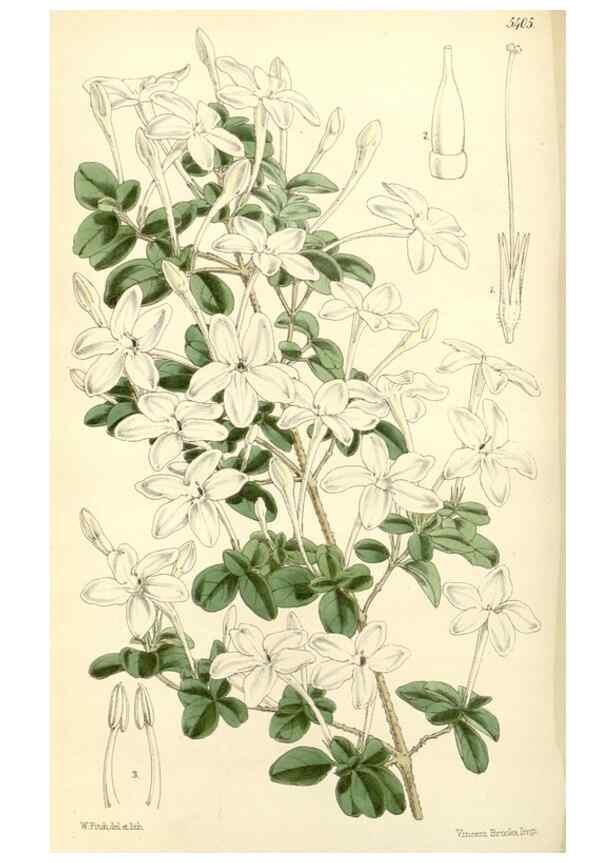 Reproducción/Reproduction 8272657936: Curtis's botanical magazine.. London ;New York [etc.] :Academic Press [etc.]