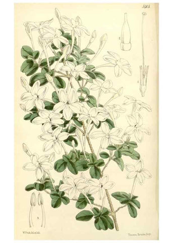 Reproducción/Reproduction 8272657936: Curtis's botanical magazine.. London ;New York [etc.] :Academic Press [etc.]