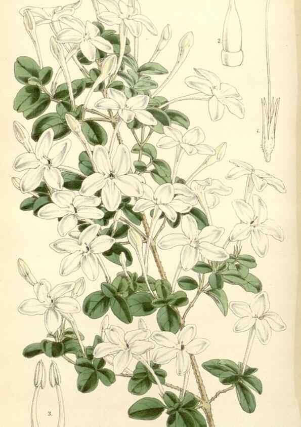 Reproducción/Reproduction 8272657936: Curtis's botanical magazine.. London ;New York [etc.] :Academic Press [etc.]