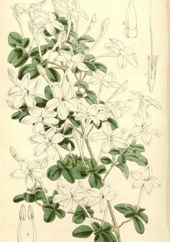 Reproducción/Reproduction 8272657936: Curtis's botanical magazine.. London ;New York [etc.] :Academic Press [etc.]