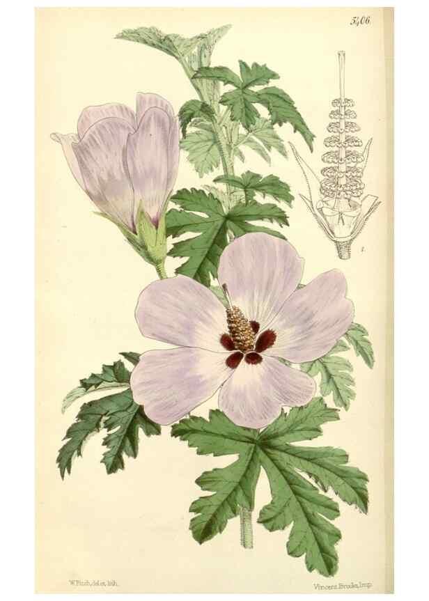 Reproducción/Reproduction 8272660836: Curtis's botanical magazine.. London ;New York [etc.] :Academic Press [etc.]