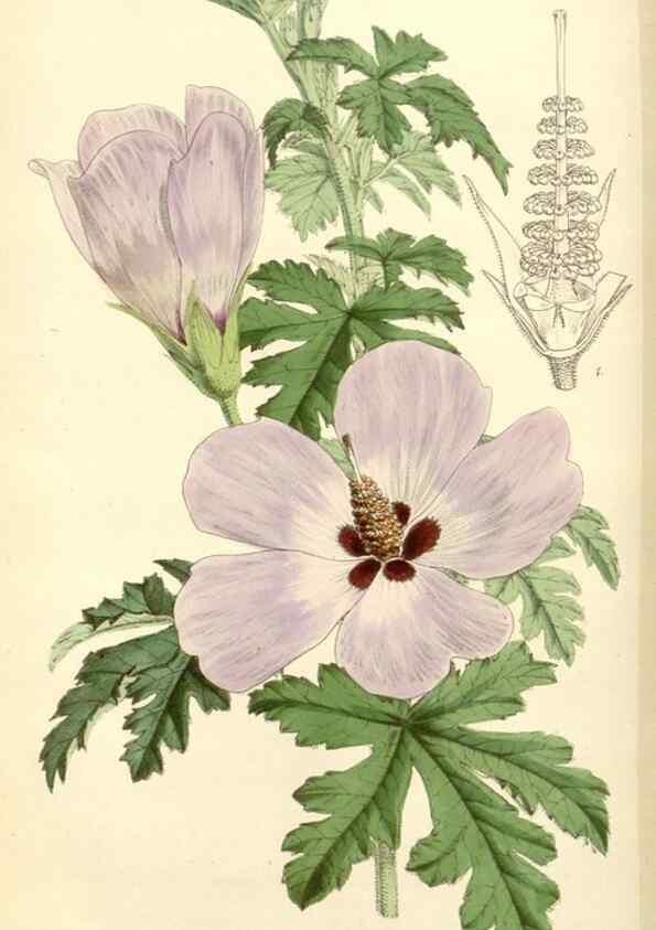 Reproducción/Reproduction 8272660836: Curtis's botanical magazine.. London ;New York [etc.] :Academic Press [etc.]