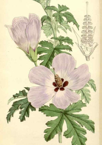 Reproducción/Reproduction 8272660836: Curtis's botanical magazine.. London ;New York [etc.] :Academic Press [etc.]