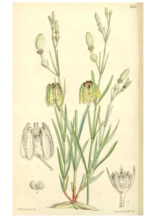 Reproducción/Reproduction 8271592899: Curtis's botanical magazine.. London ;New York [etc.] :Academic Press [etc.]