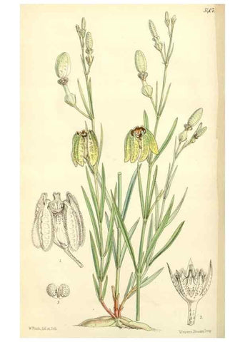Reproducción/Reproduction 8271592899: Curtis's botanical magazine.. London ;New York [etc.] :Academic Press [etc.]