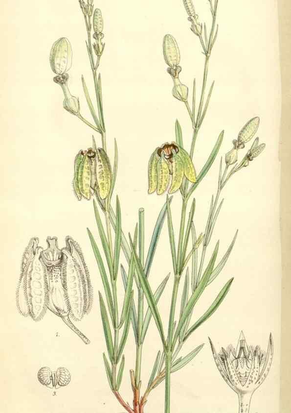 Reproducción/Reproduction 8271592899: Curtis's botanical magazine.. London ;New York [etc.] :Academic Press [etc.]
