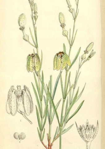 Reproducción/Reproduction 8271592899: Curtis's botanical magazine.. London ;New York [etc.] :Academic Press [etc.]