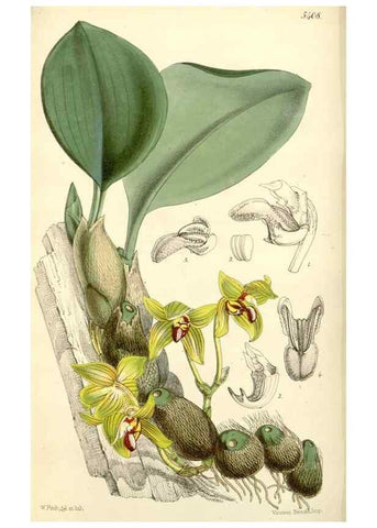 Reproducción/Reproduction 8271594387: Curtis's botanical magazine.. London ;New York [etc.] :Academic Press [etc.]