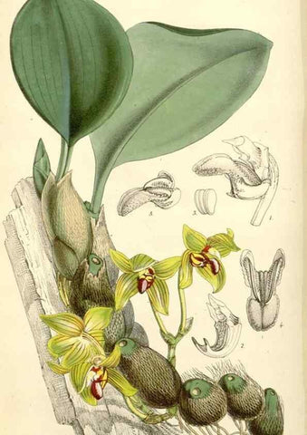 Reproducción/Reproduction 8271594387: Curtis's botanical magazine.. London ;New York [etc.] :Academic Press [etc.]