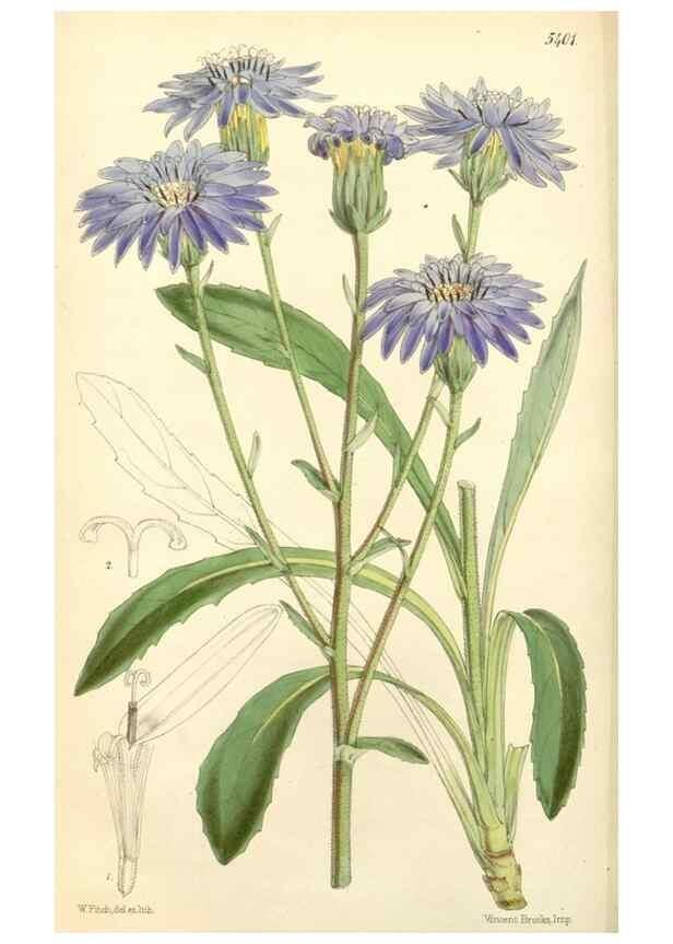 Reproducción/Reproduction 8271586731: Curtis's botanical magazine.. London ;New York [etc.] :Academic Press [etc.]