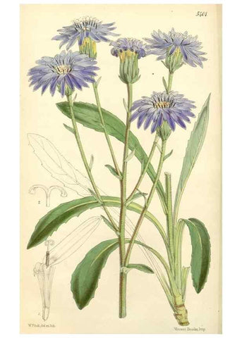 Reproducción/Reproduction 8271586731: Curtis's botanical magazine.. London ;New York [etc.] :Academic Press [etc.]
