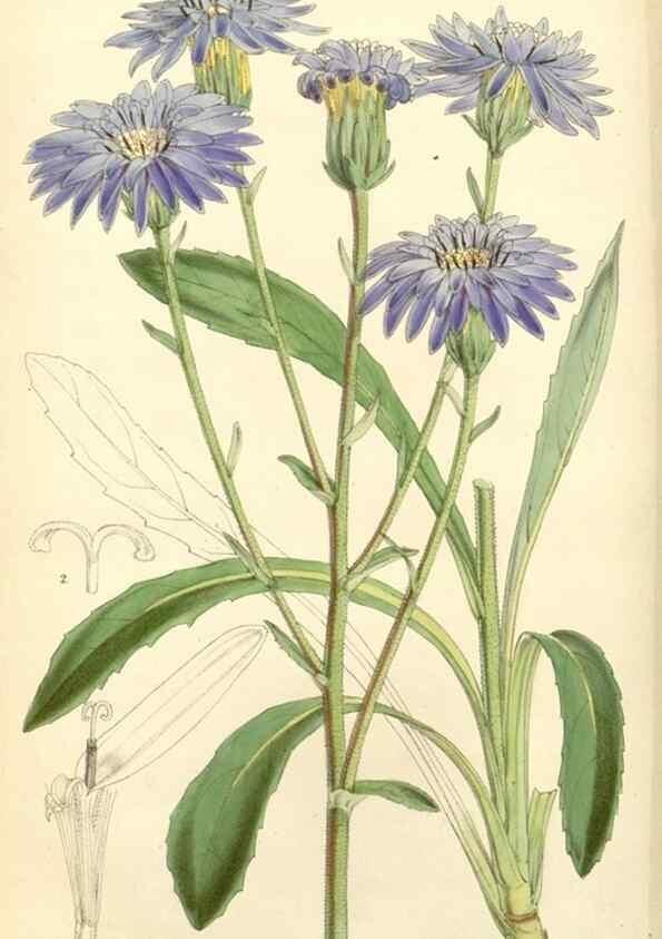 Reproducción/Reproduction 8271586731: Curtis's botanical magazine.. London ;New York [etc.] :Academic Press [etc.]