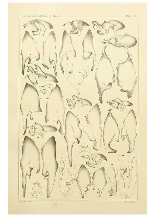 Reproducción/Reproduction 8252303311: The butterflies of the eastern United States and Canada :. Cambridge :The author,1889.