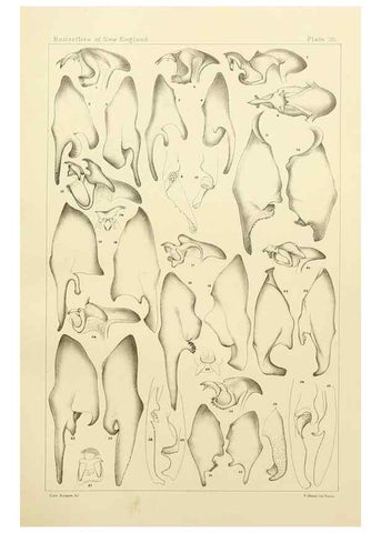 Reproducción/Reproduction 8252303311: The butterflies of the eastern United States and Canada :. Cambridge :The author,1889.